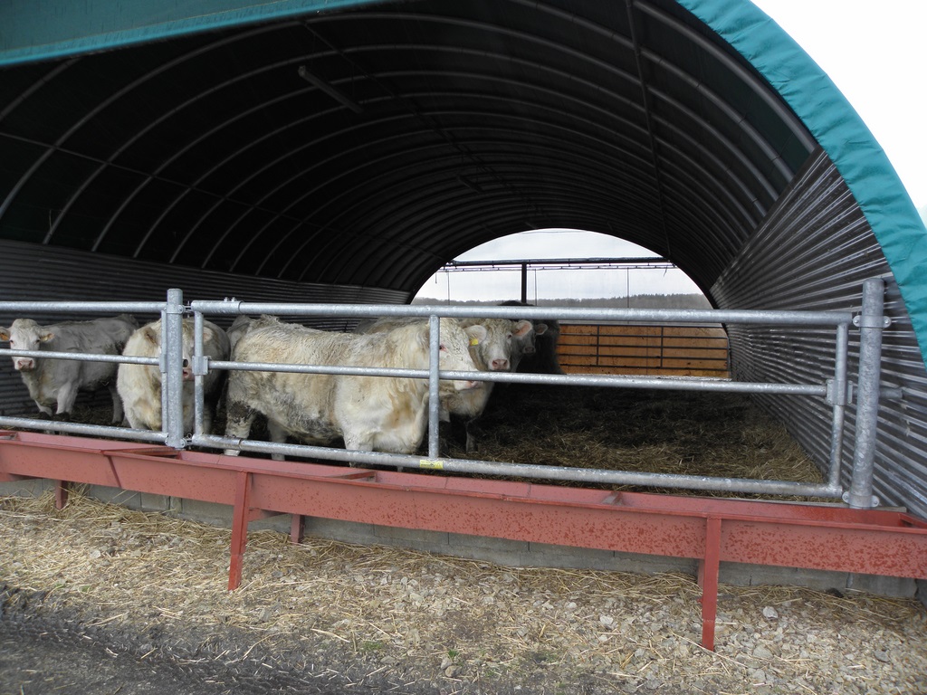 Un tunel pour l'élevage des génisses 