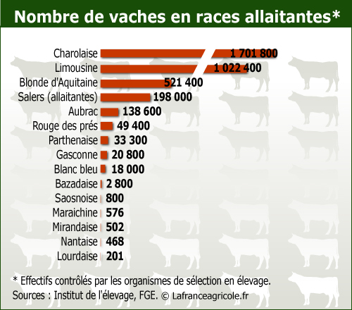 31-vache-allait