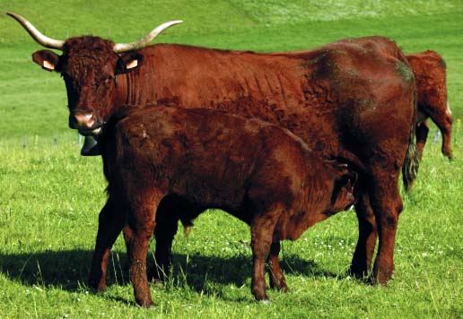 Vache Salers et son veau